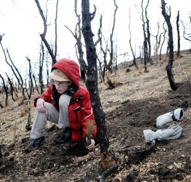 Person sitting in burnt down forest.