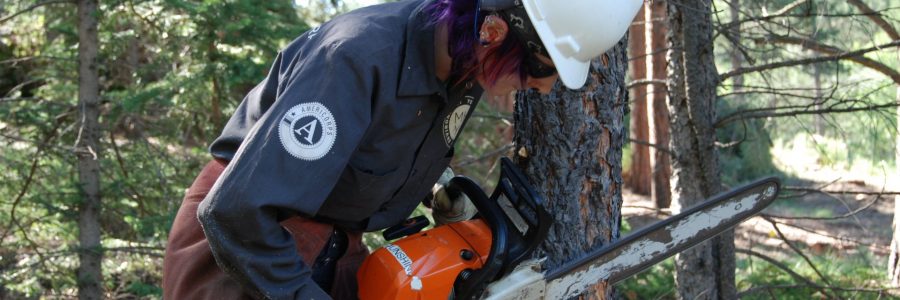 MHYC conservation member with chainsaw on tree.