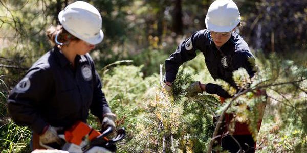 MHYC members removing tree limbs.